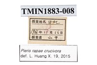 白粉蝶藏品圖，第4張